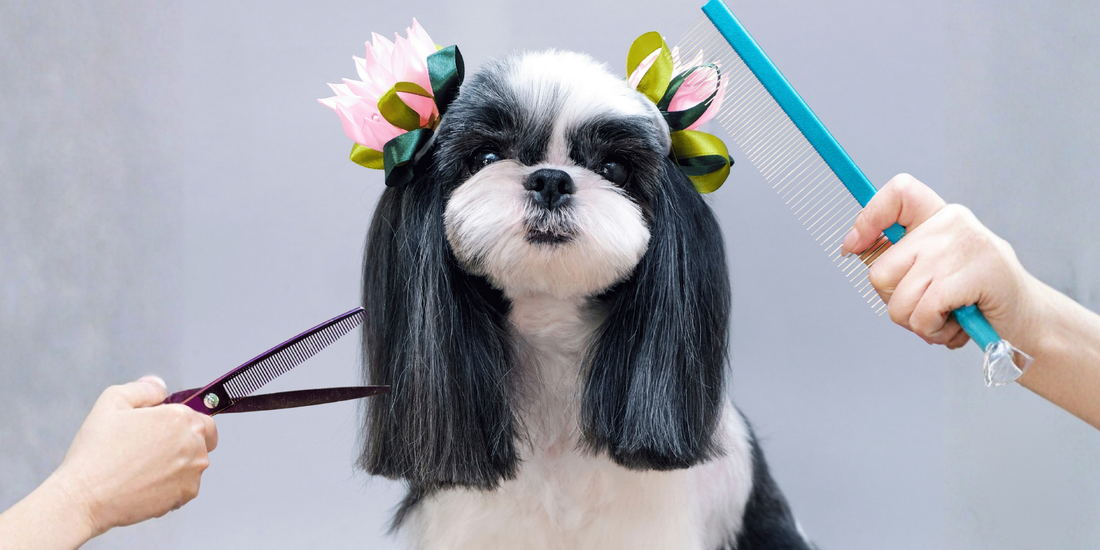 Dodonut ile Rutin Bakım Takvimi: Sağlıklı ve Mutlu Patiler İçin Rehber