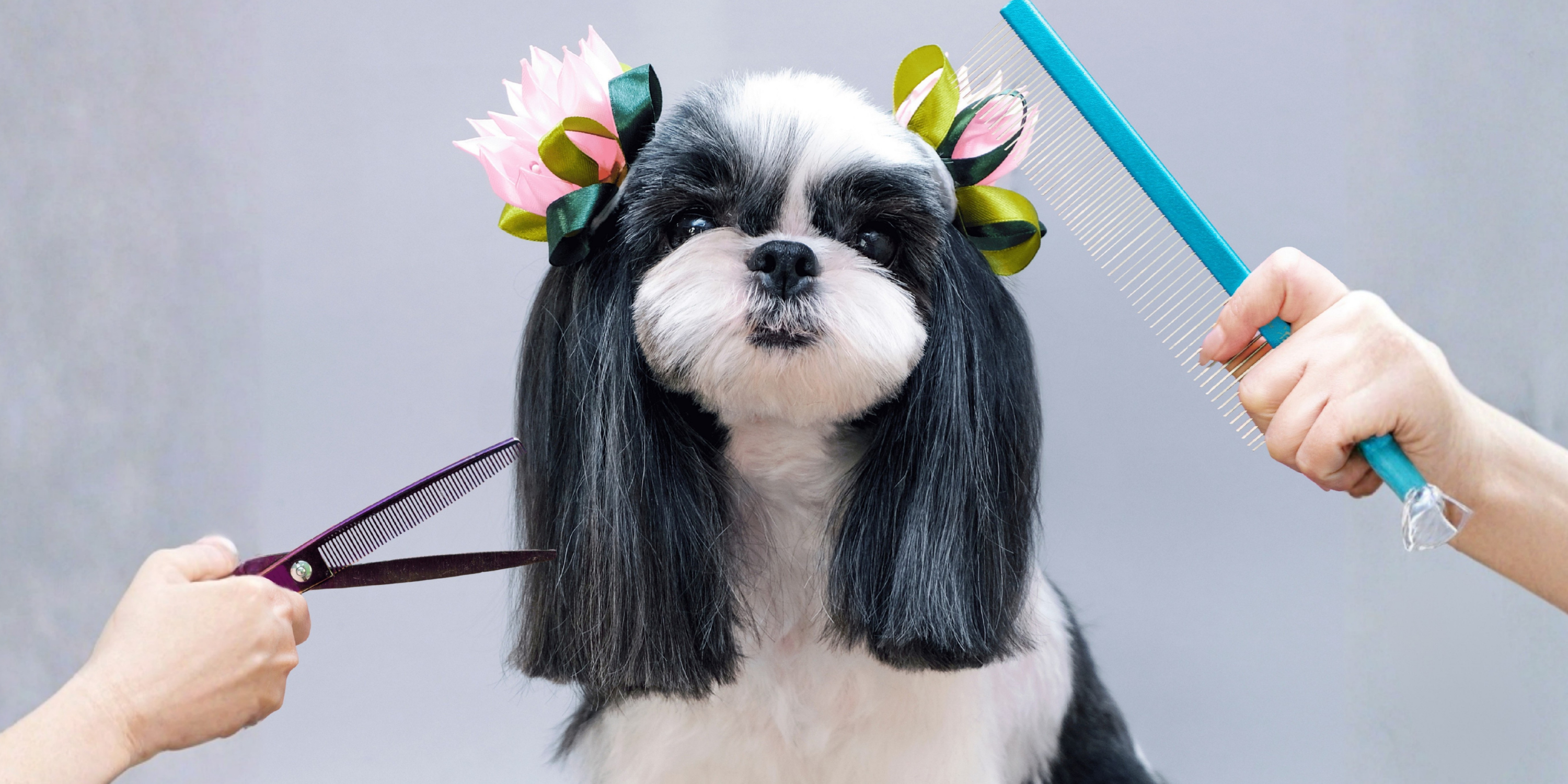 Dodonut ile Rutin Bakım Takvimi: Sağlıklı ve Mutlu Patiler İçin Rehber