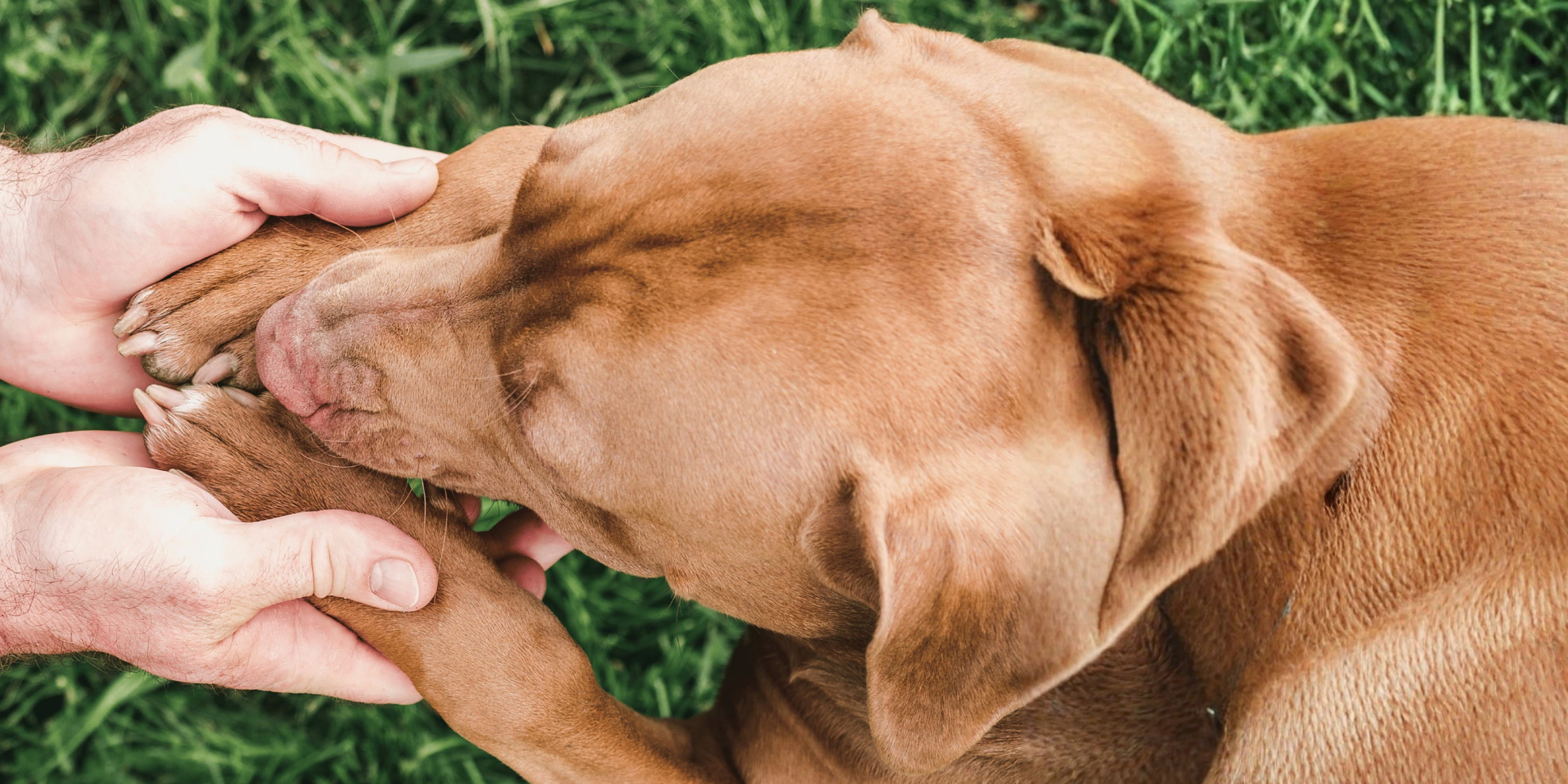 Evcil Hayvan Sahiplenmeden Önce Bilmeniz Gerekenler: Yeni Başlayanlar İçin Rehber