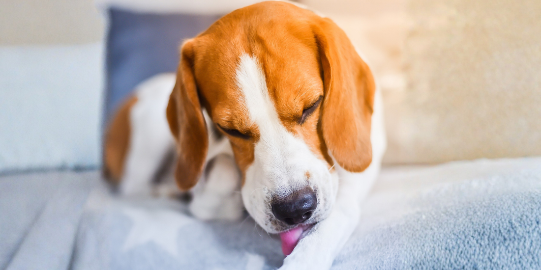 Evcil Hayvanlarda Alerji: Belirtileri, Nedenleri ve Doğal Çözümler