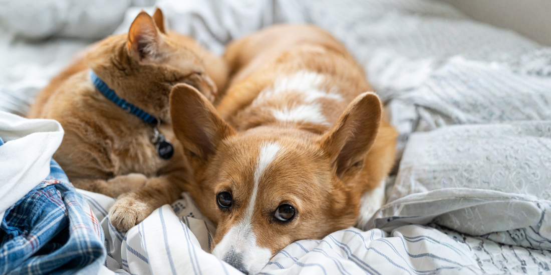 Evcil Hayvanlarınızın Sağlığı İçin Doğru Şampuan Seçimi: Dodonut Şampuanlar