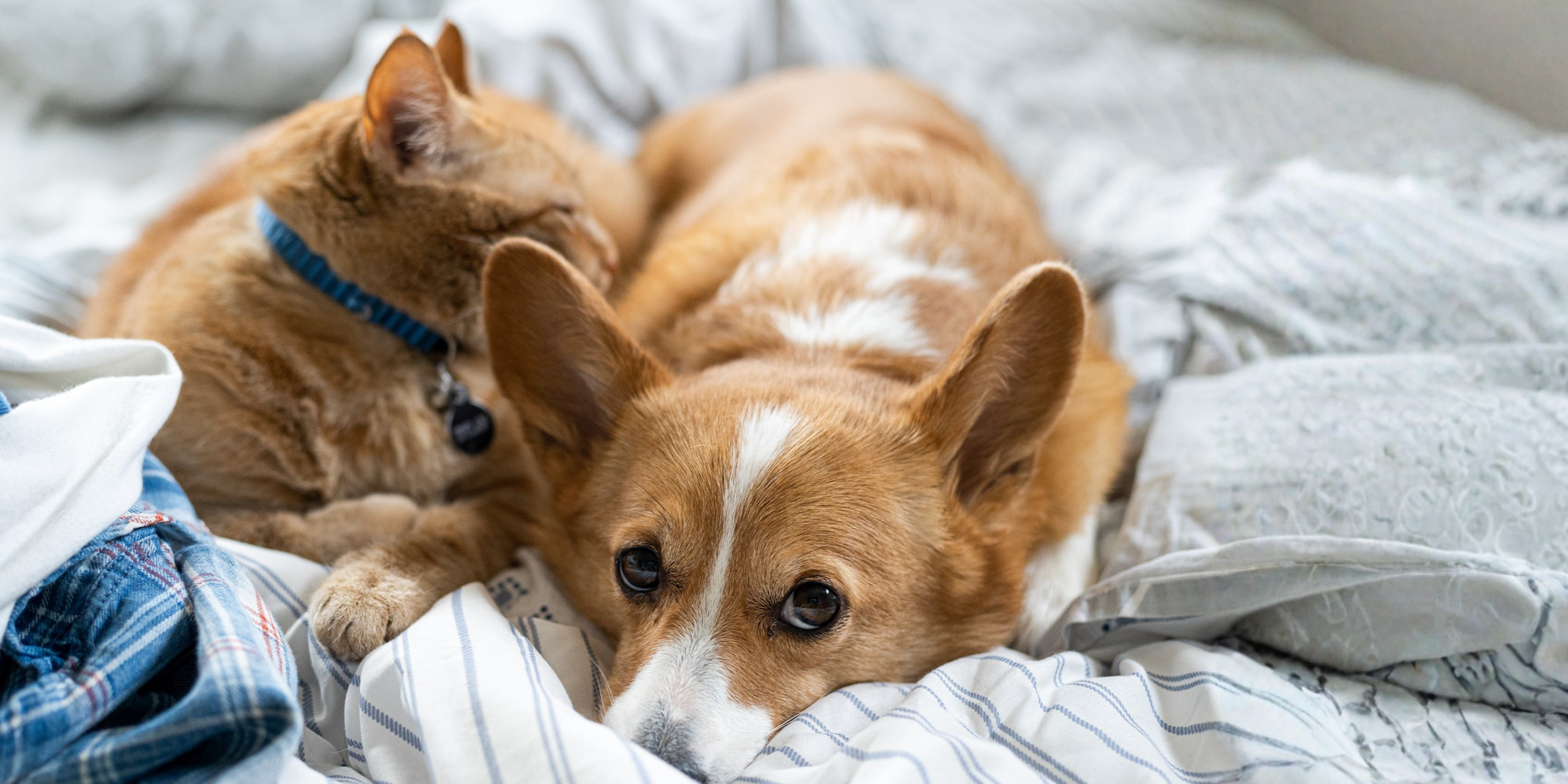 Evcil Hayvanlarınızın Sağlığı İçin Doğru Şampuan Seçimi: Dodonut Şampuanlar