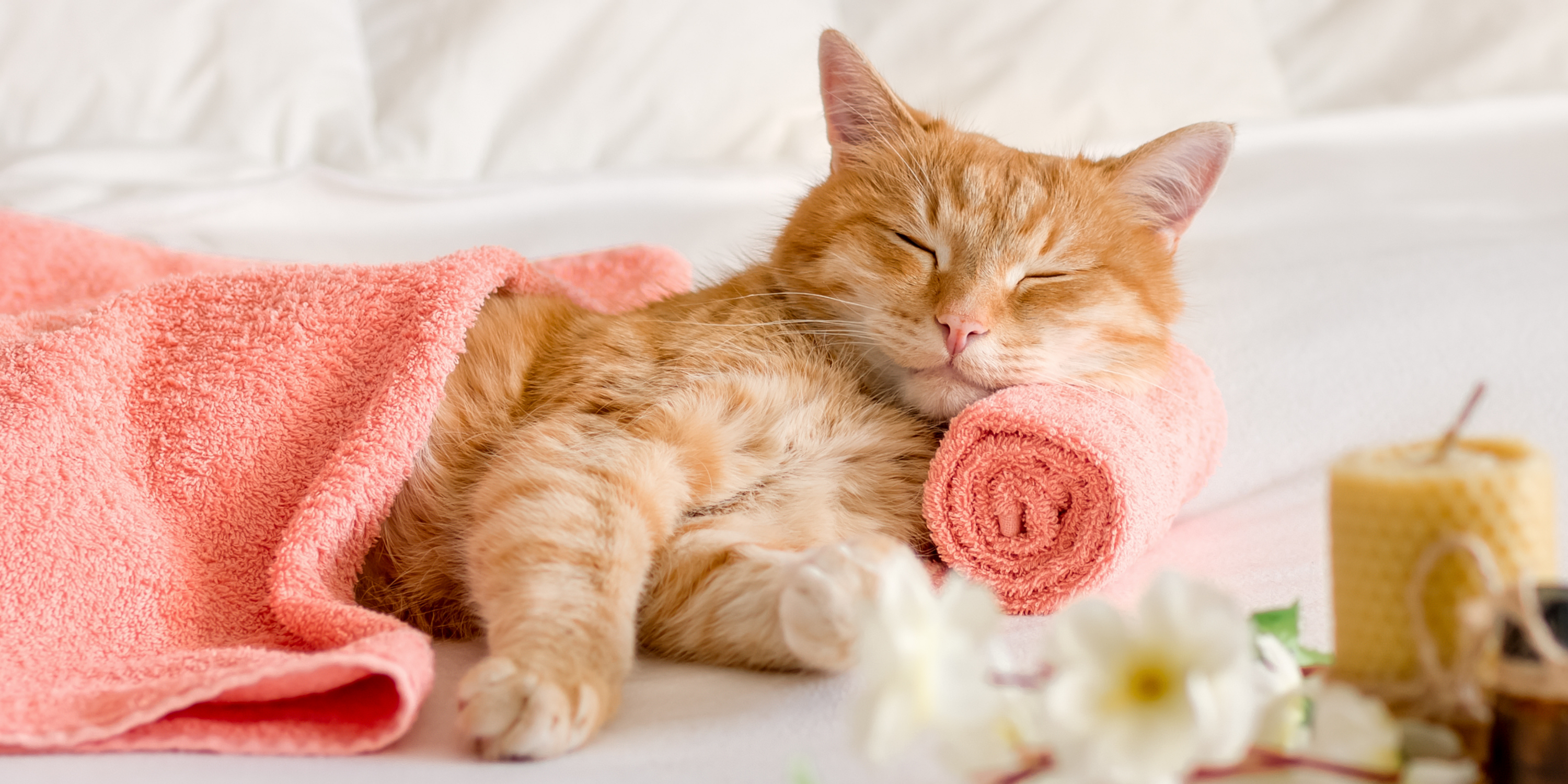 Evde Patili Dostlara Mini Spa: Bakım Rutini Önerileri