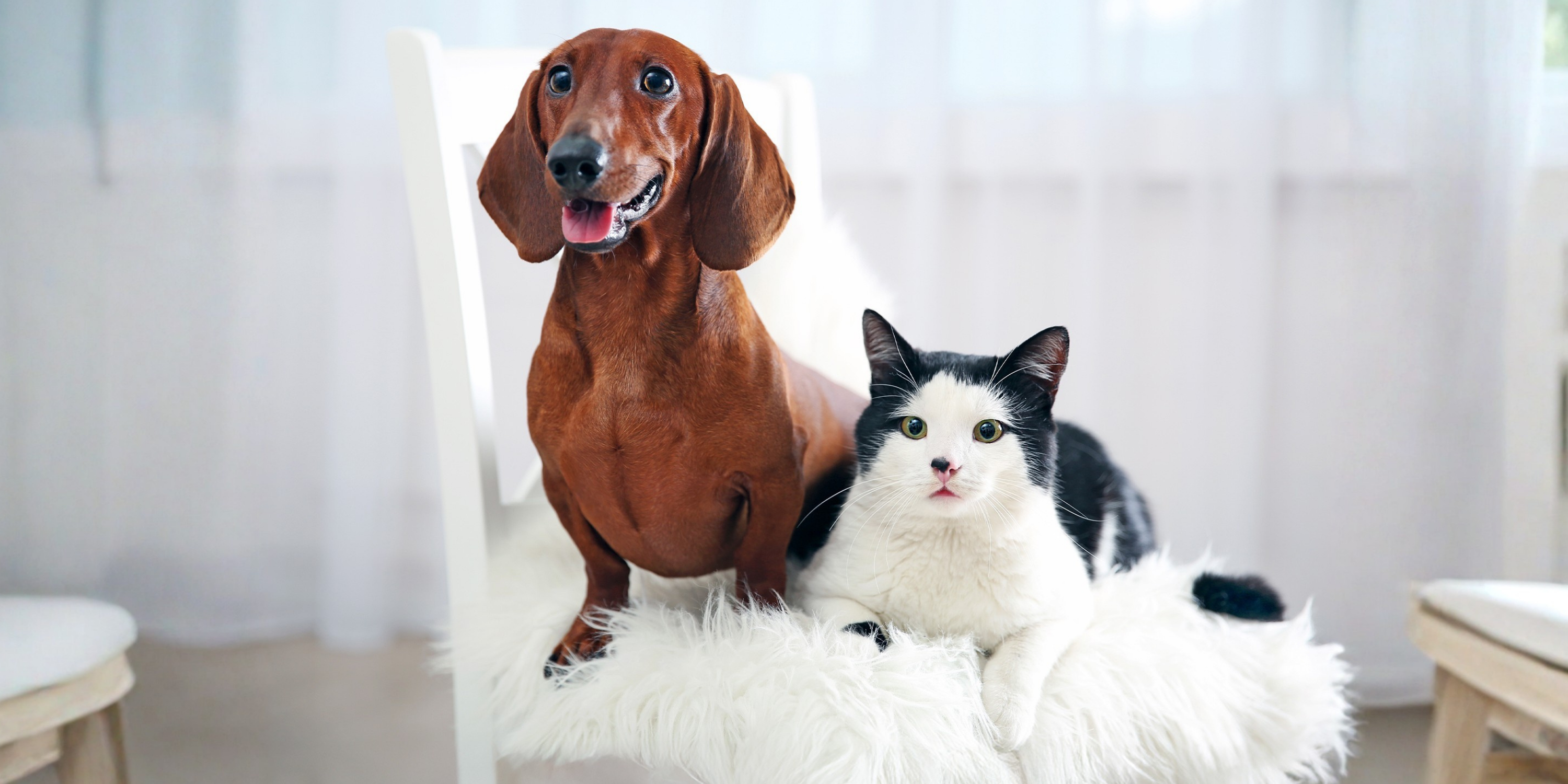 Kedi ve Köpeklerin Temizliği Nasıl Yapılır?