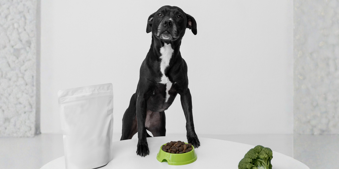 Kedi ve Köpekleriniz İçin Doğru Vitamin ve Besin Takviyesi Seçimi: Sağlıklı ve Mutlu Bir Yaşamın Sırrı