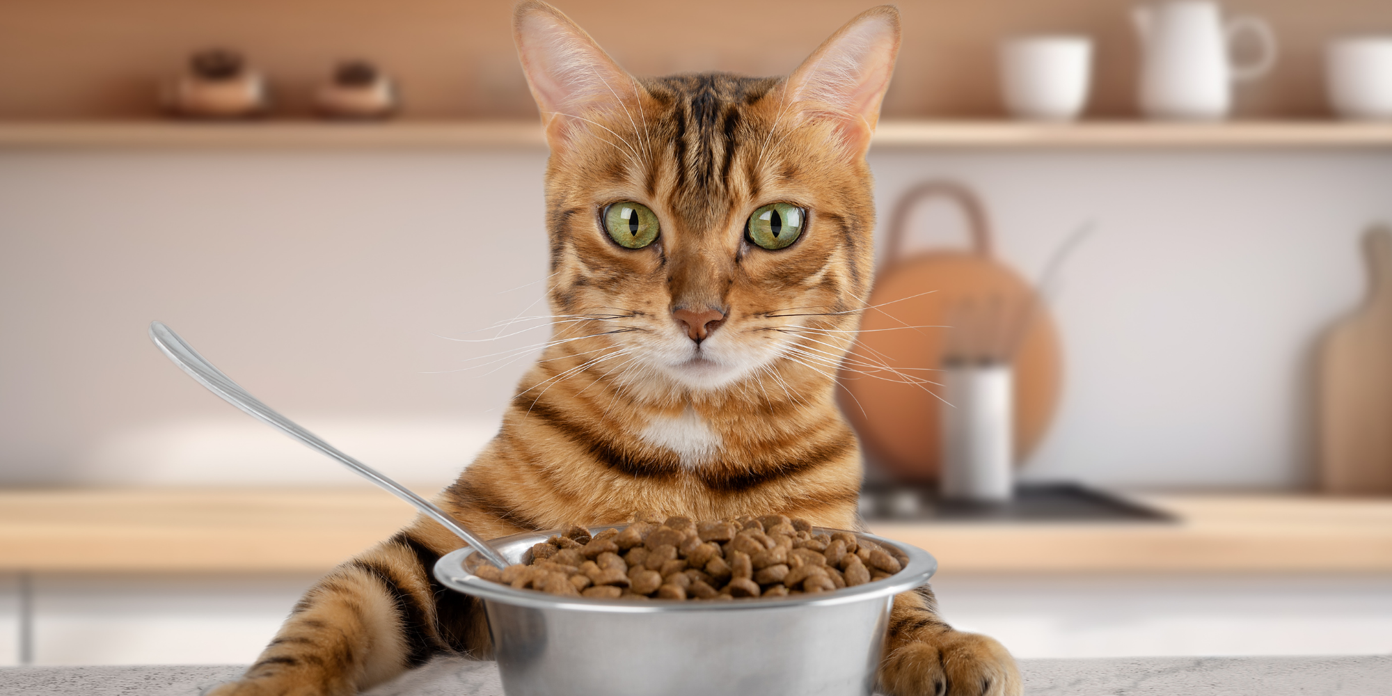 Kediler Neden Su Kabını Devirir? Kedinizin Bu Davranışının Sebepleri