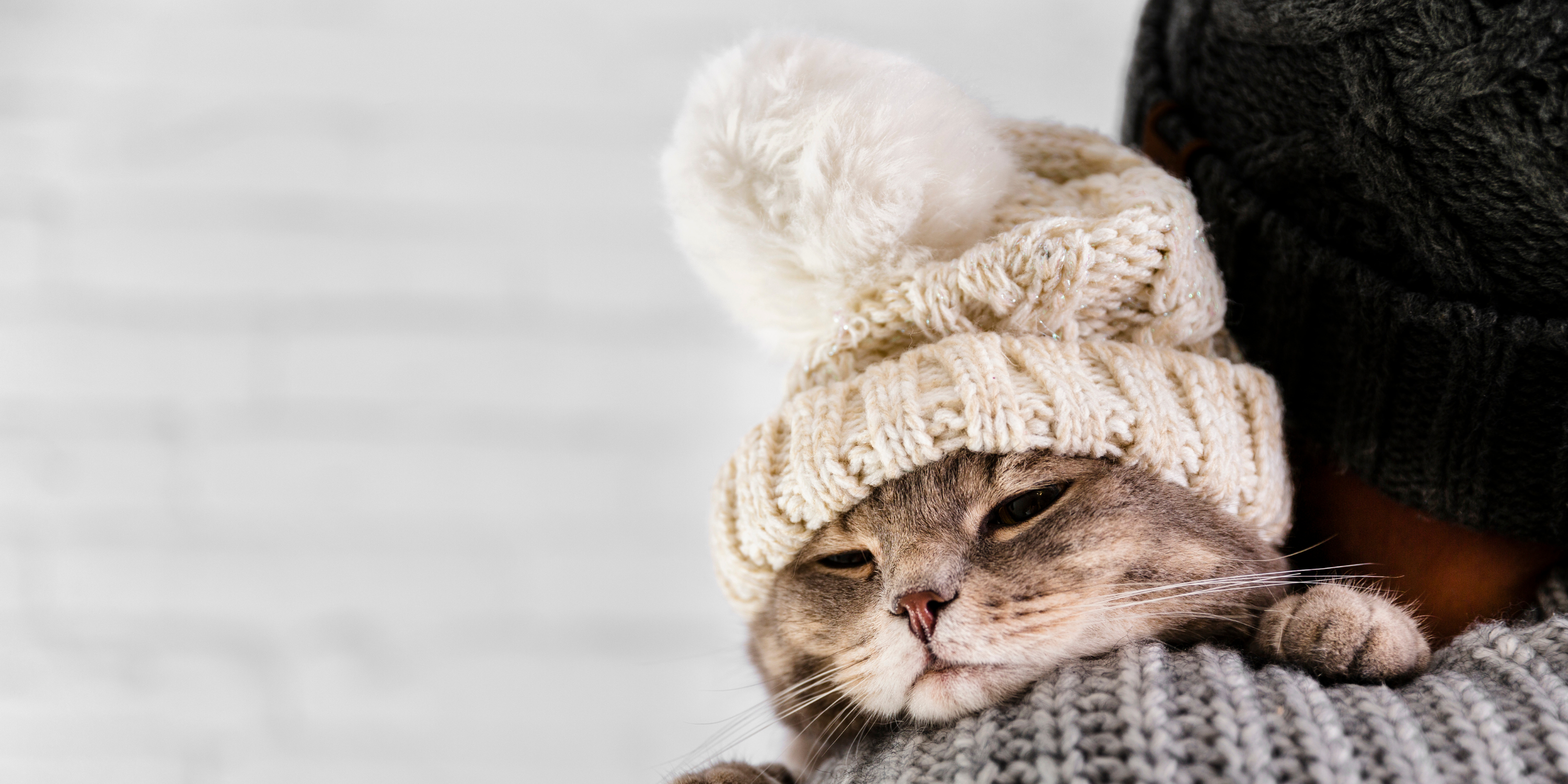 Kediler Neden Titrer? Nedenleri, Belirtiler ve Doğal Çözümler