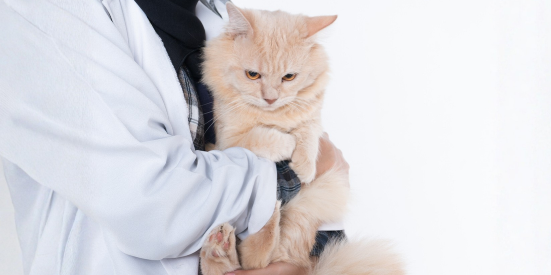 Kedilerde İdrar Yolu Enfeksiyonları ve Önleme Yöntemleri