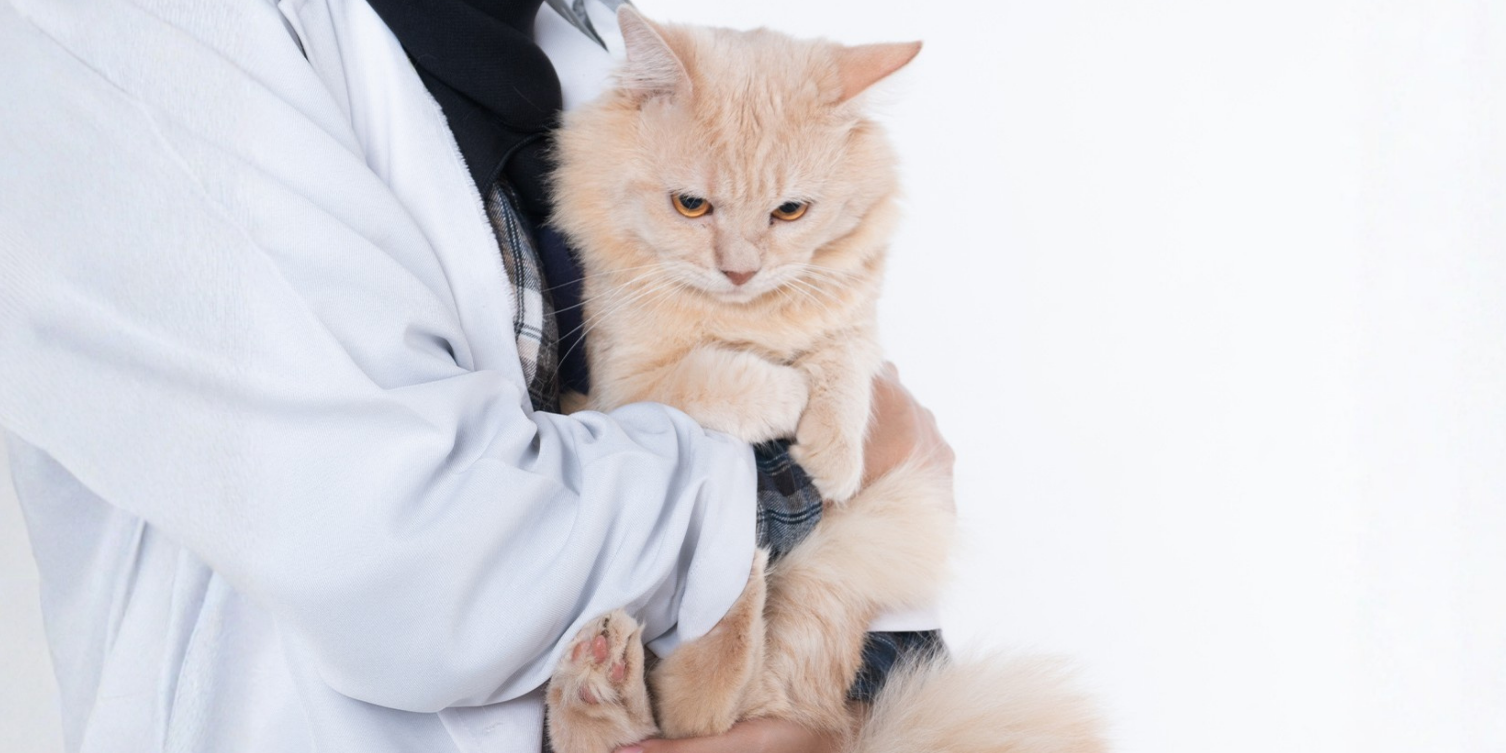 Kedilerde İdrar Yolu Enfeksiyonları ve Önleme Yöntemleri