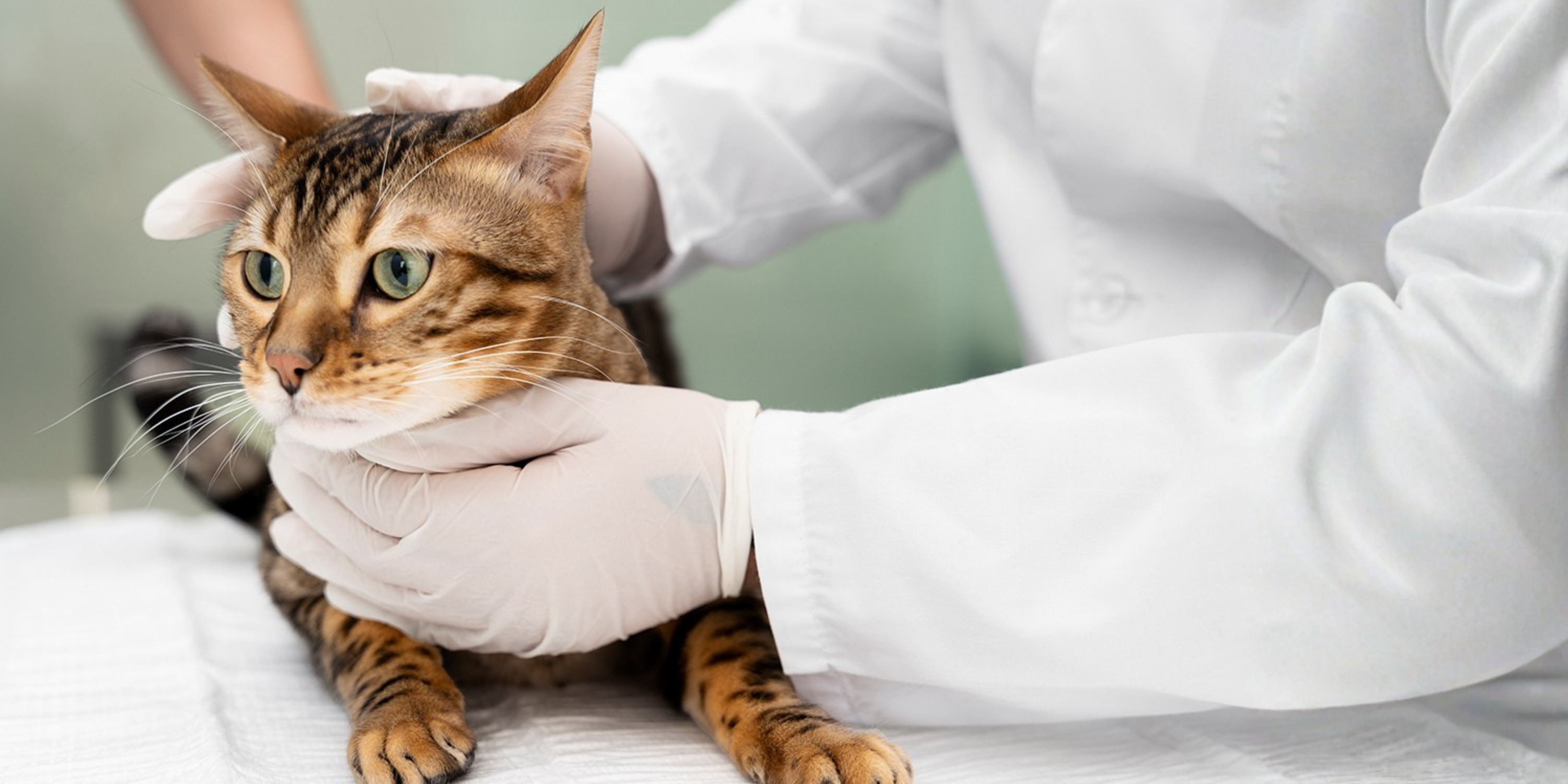 Kedilerde Kronik Böbrek Hastalığı: Belirtiler, Tedavi ve Önleme