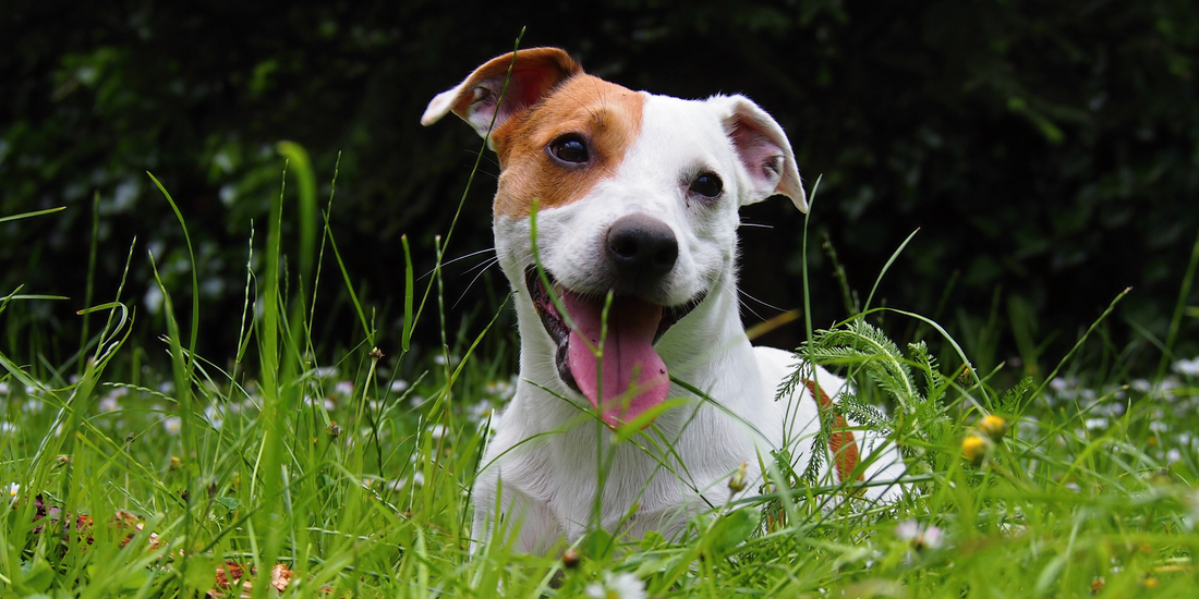 Kedilerde ve Köpeklerde Pire-Kene Sezonu: Doğal Koruma Önerileri