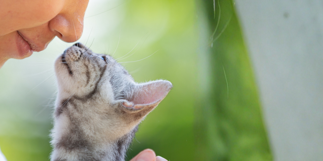 Kedilerin Koku Bırakması: Nedenleri ve Önleme Yöntemleri