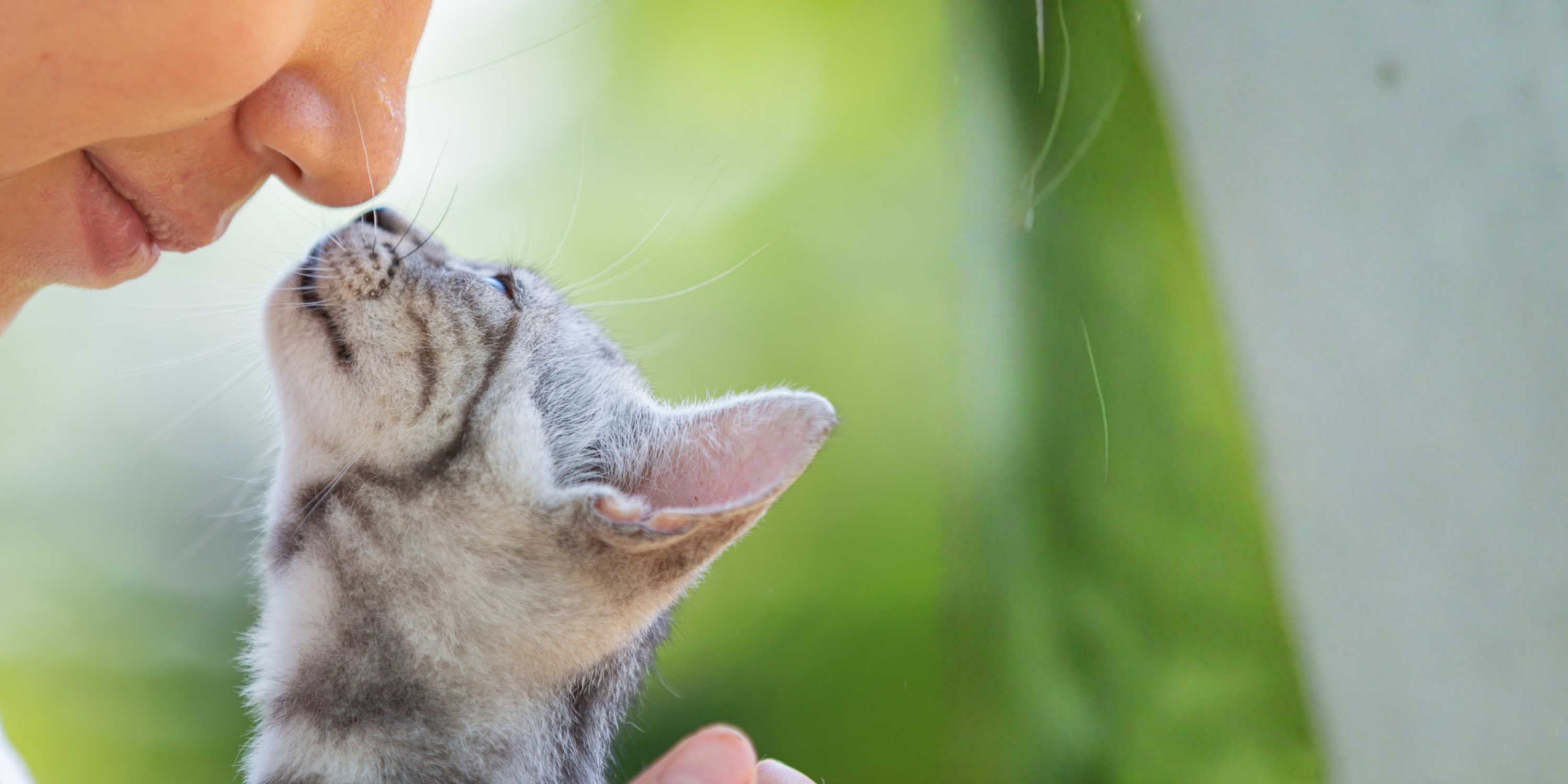 Kedilerin Koku Bırakması: Nedenleri ve Önleme Yöntemleri