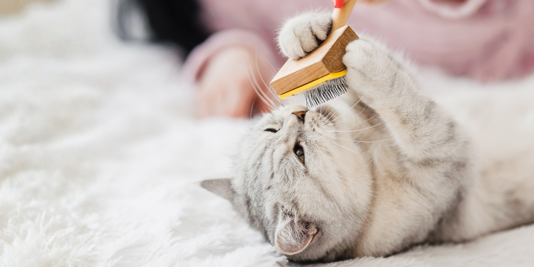 Kedilerin Tüylerini Sağlıklı ve Parlak Tutmanın Yolları