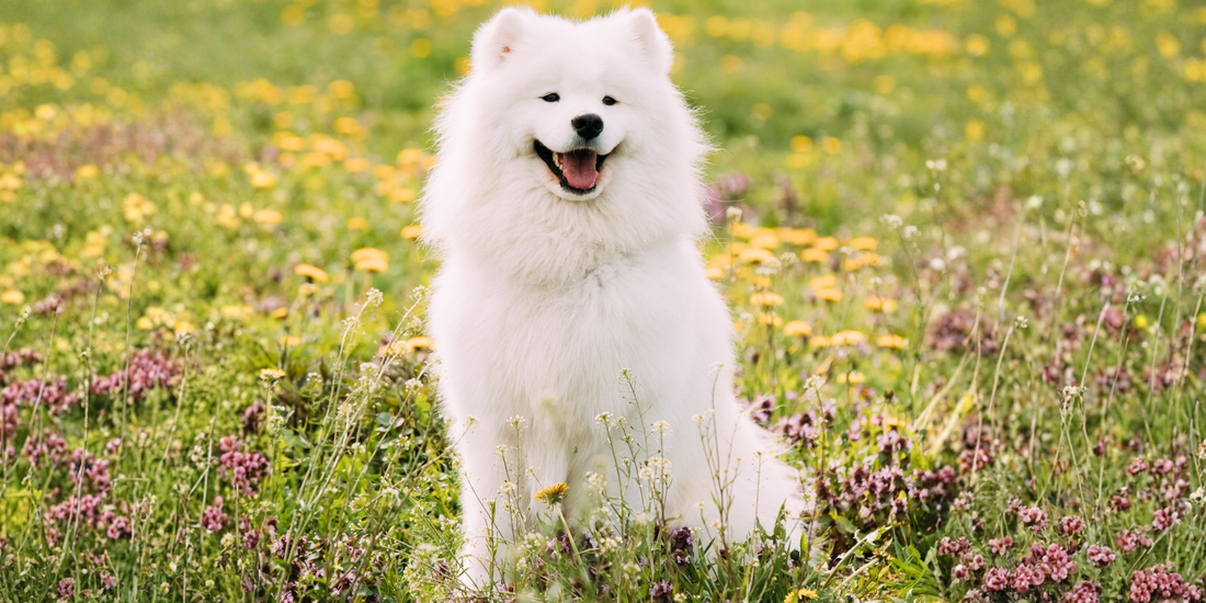 Köpeklerde Deri Hastalıkları: Belirtiler, Nedenler ve Tedavi Yöntemleri