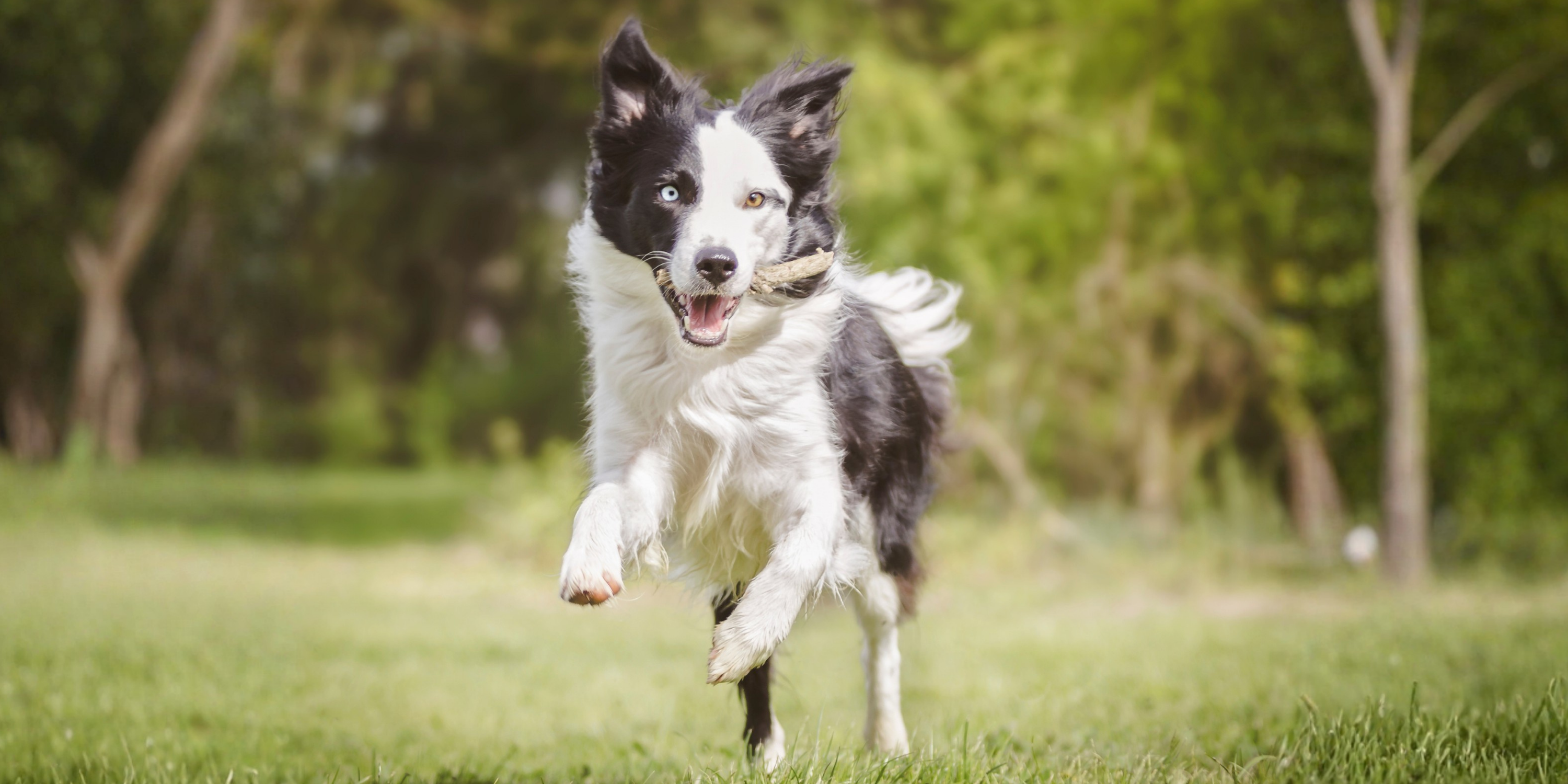 Köpeklerde Eklem Ağrısı ve Lyme Hastalığı: Belirtiler, Tedavi ve Önleme Yöntemleri
