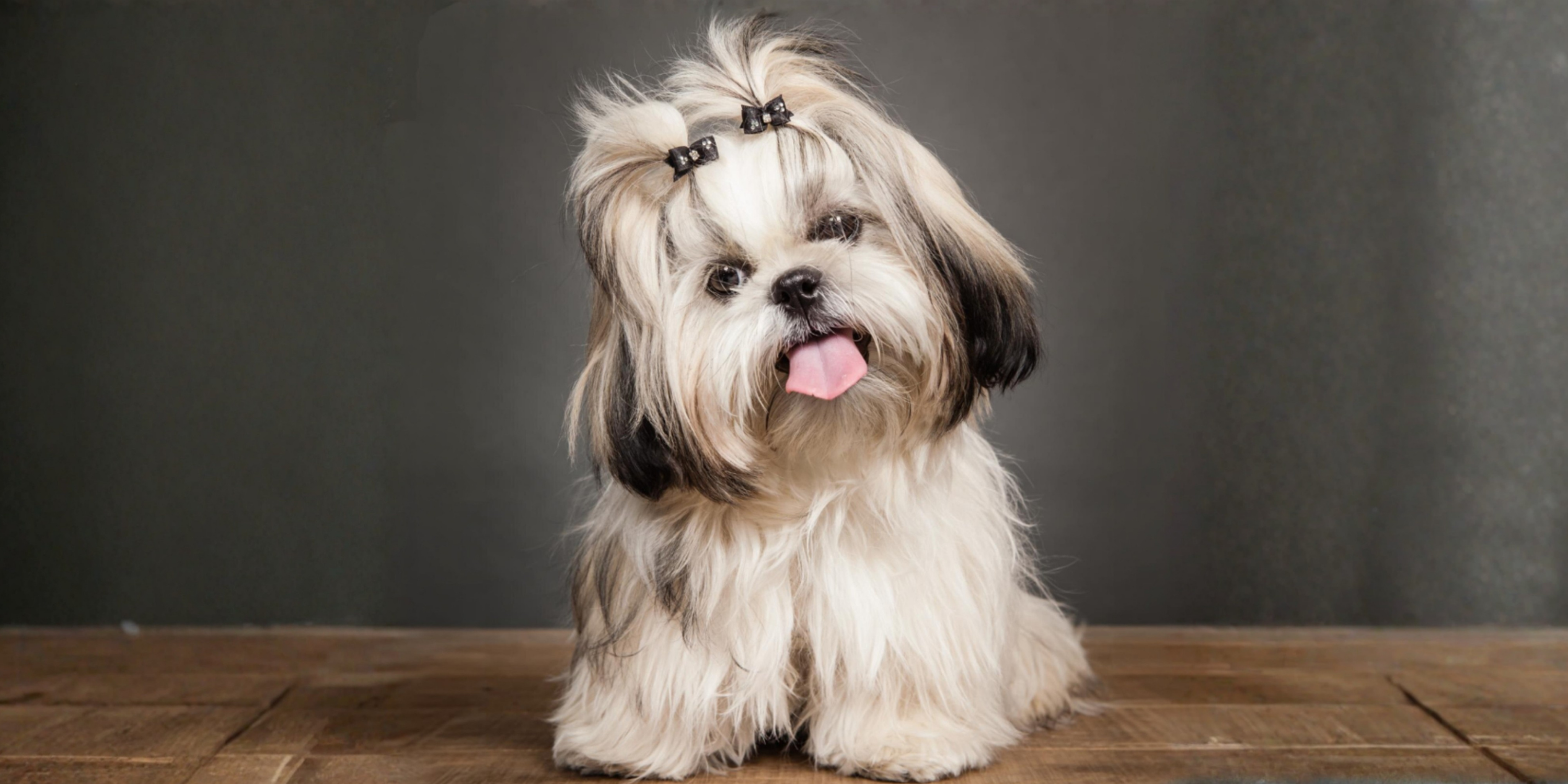 Köpeklerde Tüy Dökülmesi Neden Olur? Mevsimsel Değilse Dikkat!