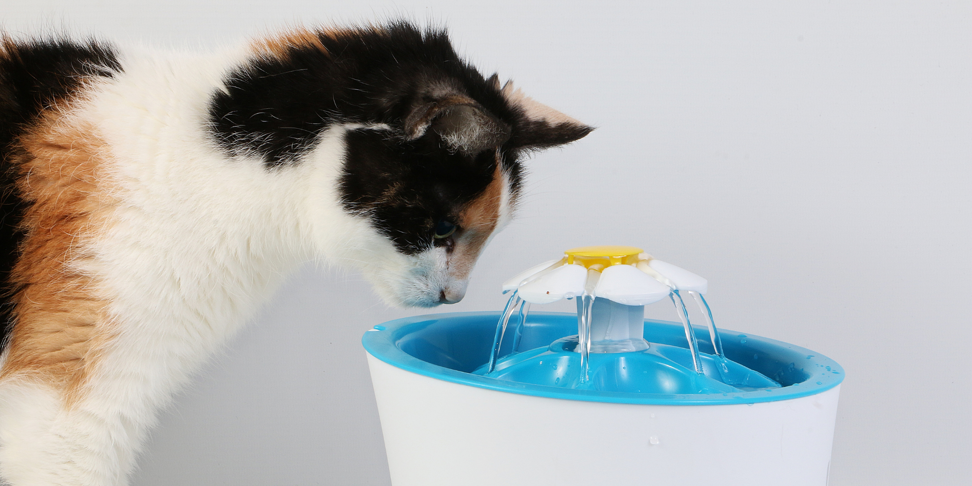 Kediniz Yeterince Su İçiyor mu? Kedilerde Su Tüketimi Rehberi