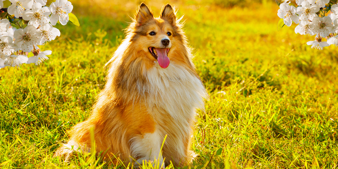 Mevsim Geçişlerinde Evcil Hayvan Bakımı: Bahara Hazırlık Rehberi
