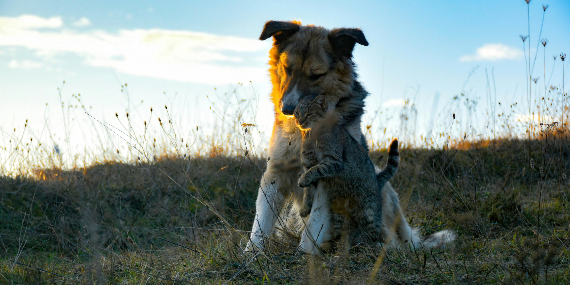 Kedi ve köpeklerde sindirim sağlığı için Dodonut NaturaFlora probiyotik ve prebiyotik takviyesi