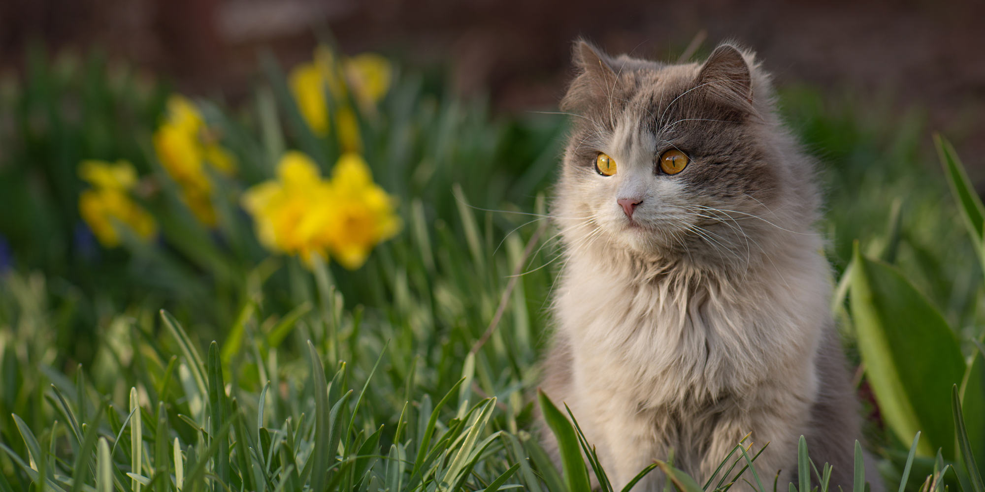 İlkbaharda tüy döken kedi ve Dodonut doğal kedi bakım ürünleri